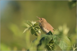 <p>CVRČILKA ŘÍĆNÍ (Locustella fluviatilis) ----- /River warbler - Schlagschwirl/</p>